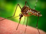Как избавить свой участок от комаров?