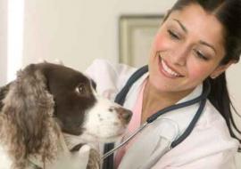 Основные преимущества вызова ветеринаров на дом