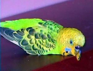 Кожные болезни волнистых попугаев и их лечение